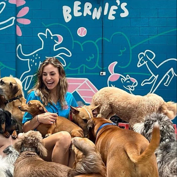 Staff with happy dogs, eye contact