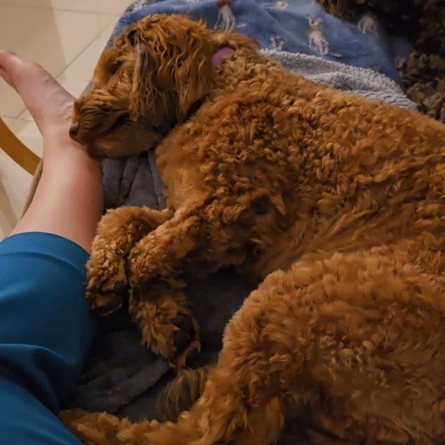 Dog resting on bed, content