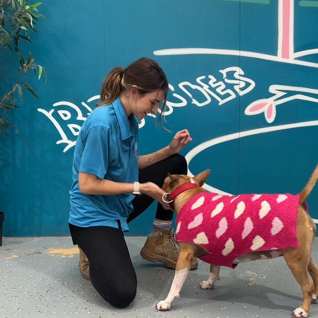 Staff kneeling with dog at drop-off