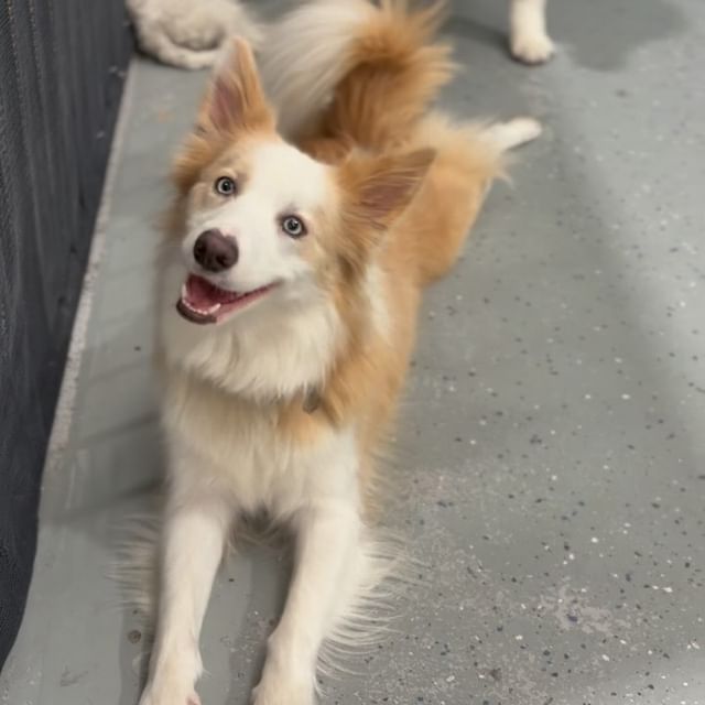 New dog being introduced to the space, calm and curious