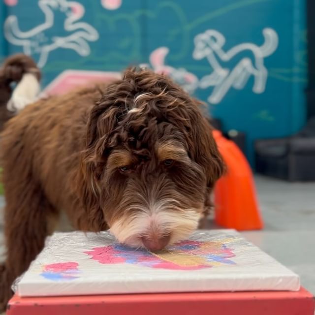 Dog doing enrichment painting activity
