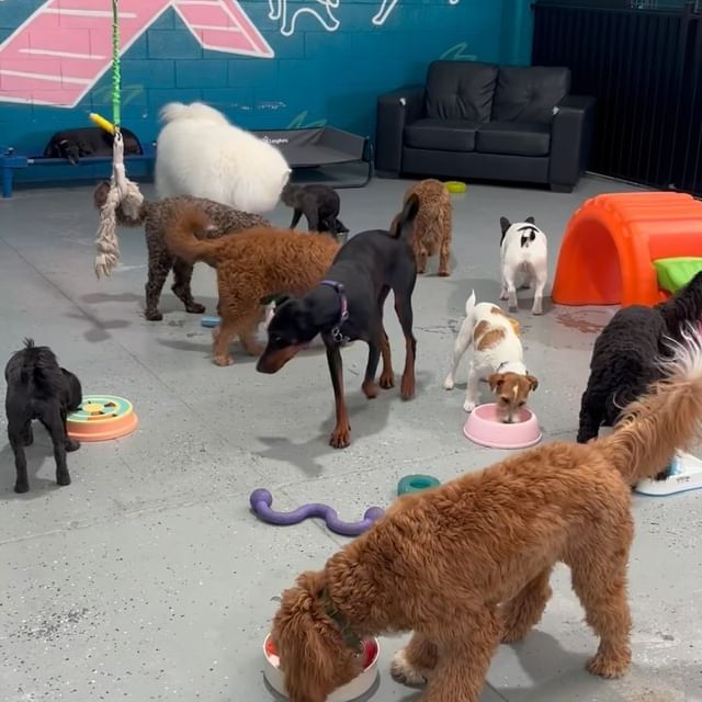 Wide of indoor play area, dogs mid-action