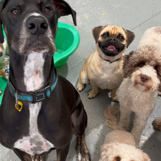 Small dog and big dog together