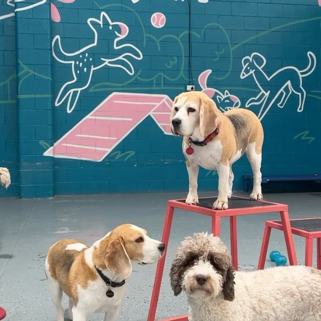 Dogs on platform in play yard